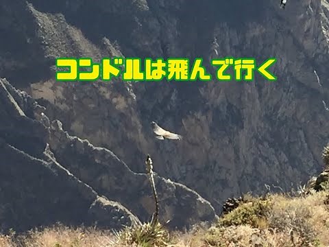 【ペルーのお話し】本物のコンドルが飛んで行く
