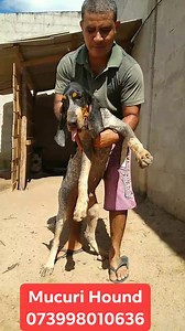 Filhote macho filho do Azulão com Lora nascido dia 2 de janeiro de 2019. Observação esse filhote eu o separei para reprodutor sem dúvida o mais bonito da ninhada ,porém resolvi o vender. Com 3 doses da vacina importada. R$3.000,00 Moro em itabatã extremo sul da Bahia na beira da BR 101,na divisa com Espírito santo e MG. Fretes semanais para Belo Horizonte MG e Brás em São Paulo. Disponibilidade para fazer entrega em sua região desde tenha muitos interessados e os gastos da viagem serão divididos