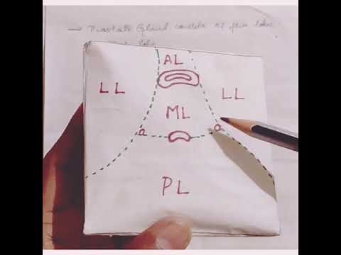 Prostate Gland-Location, shape, external features and relations, lobes,capsules,clinical correlation