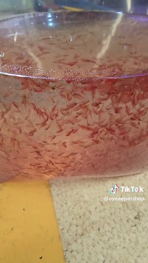 Live Fish Food in Thailand: Moina and Fairy Shrimp