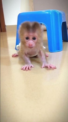 52 monkey video | monkey | bandar | monkey voice | funny manki comedy video | monkey video #shorts