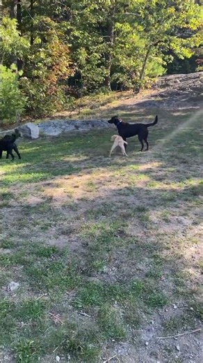 Pepper’s Problems: Caught by Cuteness 😅🐶