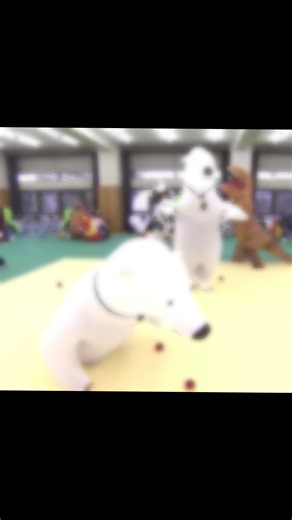 合同の週ってあれだけ嫌だったのに6人のAぇHi美侍Lil忍者。今このコラボが実現したら泣いて喜ぶな〜再生回しまくる。 動画は様子のおかしいただの小さいくま(中の人:末澤誠也:)、もれなく出演メンバー最年長❤️‍🔥❤ #Aぇǃgroup #Aぇgroup #末澤誠也 #HiHiJets #美少年 #少年忍者 #7men侍 #Lilかんさい #Aぇちーぶ #Aぇちゅ〜ぶ #ジャニーズJrチャンネル #Jrチャンネル