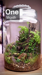 12K views · 262 reactions | Tree Trunk Terrarium after one month #treetrunk #terrarium #update #mossterrarium #terrariumplants | The Urban Nemophilist | Facebook