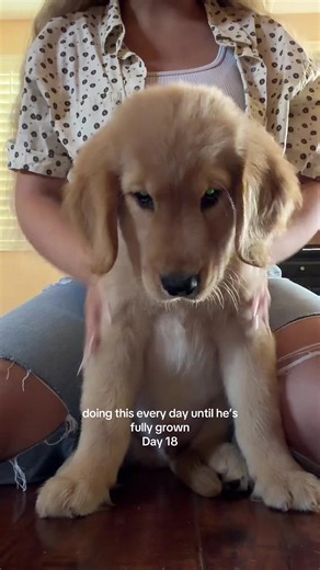 Yayyyy Day 18!!🥳🥳❤️ Why does he look so mean🥹😭 #goldenretriever #biscuit #wiggle #wiggleking #elephantears