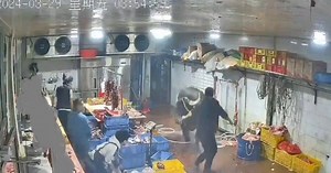 Video: vaca fuera de control en un matadero ataca a los empleados