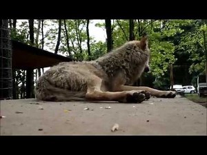 Együtt élni a farkasokkal - Farkasnapló