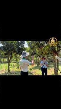 Vườn lớn 4,3ha view toàn cảnh – đối diện Mê Linh Coffee Garden | Đầu tư cực tốt