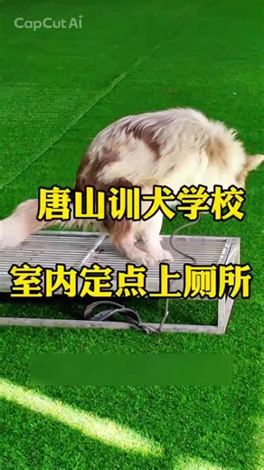 Effective Dog Training Tips for Toilet Training