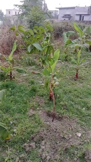 mango plantation , (8/12/25)