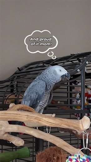 My African Grey, Gizmo, admitted he is a liar!! 😂