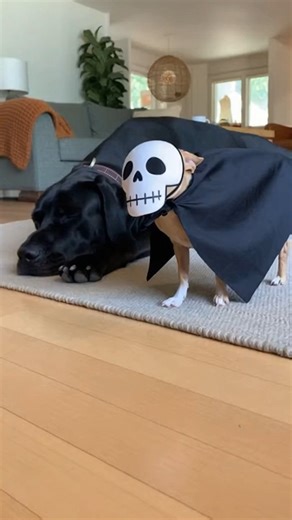Animalia Show on Instagram: "Tiny Dog Keeps Scaring a Giant Dog 😂🐶 Chihuahua vs Great Dane This chihuahua found the ultimate prank victim 😭🐶 Different costumes. Same chaos. #FunnyDogs #DogHumor #PetComedy #ChihuahuaLife #GreatDane #FunnyAnimals #ViralReels #DogReels #ComedyReels #Prank"