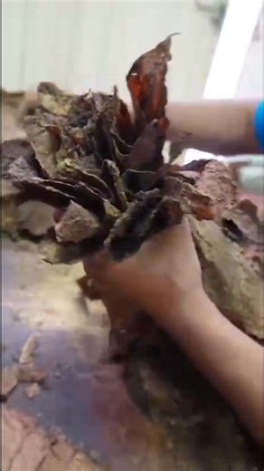 Christian Eiroa on Instagram: "Part 1. The Asylum Cigars #megalophobia 134 x 13 has the same amount of tobacco as 17 Robustos. Watch Part 1 of how the bunch is made. I will post Part 2, the rolling tomorrow. @asylum13cigars @eiroa_cigars @clecigar"