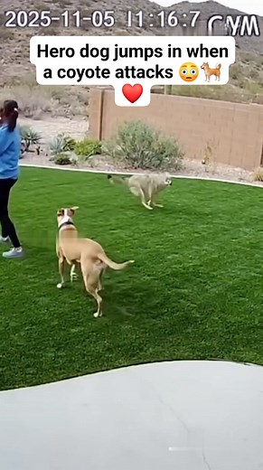 Coyote attacks toddler — but this dog didn’t hesitate! #CaughtOnCam #AnimalHero #ViralUSA #DogRescue #Sora2 | Ai Fun