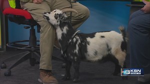 Wild Side: Tanganyika Wildlife Park brings in Gypsy, a Nigerian Dwarf goat