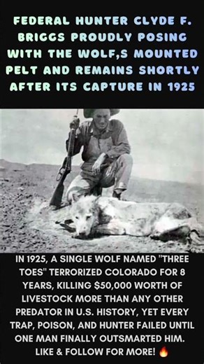 The wolf that terrorized America "THE 3 TOES" 😲 🔥 #history #ancienthistory #viral #shorts #onthisday