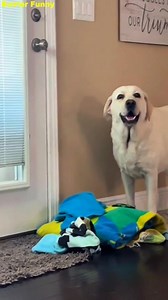 34K views · 1.2K reactions | Buster’s World: When Pool Rules Don’t Apply  Welcome to Buster’s world—where the pool is his kingdom, the rules don’t matter, and laughs are guaranteed!  | Buster Funny | Facebook