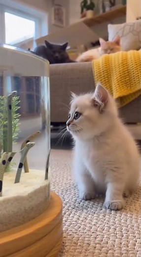 CuteCatCandee – Real Kitten Moments 🐾 #CuteCatCandee #cat #cute #shorts