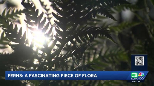 A closer look at California's fascinating ferns | Explore Outdoors