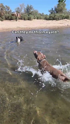 I'll never understand #dogadoption #rescuedog #hikingwithdogs #hiking #doglife #dogadventures