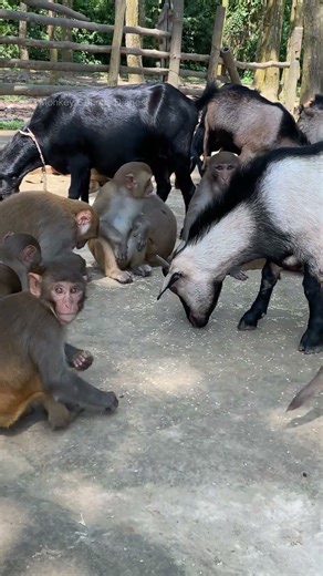 Monkey & goat eating together.🌿💚