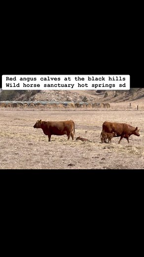 5.1K views · 168 reactions | Red angus calves at the black hills Wild horse sanctuary. Deriving some income from sale of calves helps keep wild horses fed while also reducing property taxes | Black Hills Wild Horse Sanctuary | Facebook
