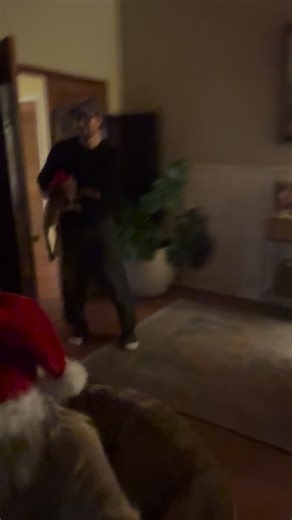 🤫 We’ve been keeping a few Christmas secrets, and we can finally share the magic! ✨🎄✨ A few weeks ago, we connected with Evan on Instagram with a plan to surprise his wife with one of our Ridgebacks on Christmas morning. Through a series of true Christmas miracles, our sweet boy, Mack made the journey—escorted by a member of our family—from Cincinnati all the way to San Francisco, arriving just in time to make the moment unforgettable. Being trusted to play a small part in such meaningful, joy