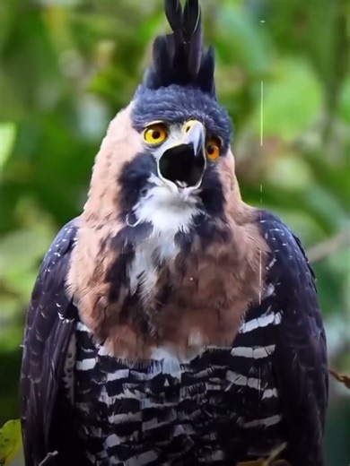 |Birds Screaming 😱| Have u ever listened to these sounds.