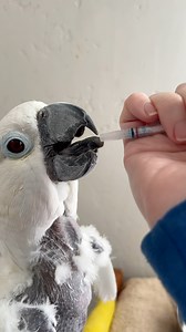 Victoria Cockatoo Has A Vet Appointment With Dr G Today!💚 #VCStrong #FlockPower | Parrot Playhouse