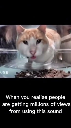 Cat eating food on camera meme #funny