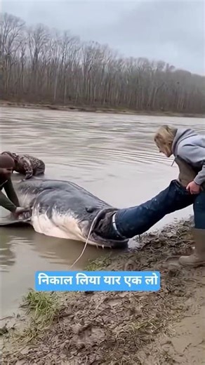 Big Fish //Ai//Shorts#ReactionShorts #YouTubeShorts #FunnyReaction #Viral #Trending #Comedy #Shorts