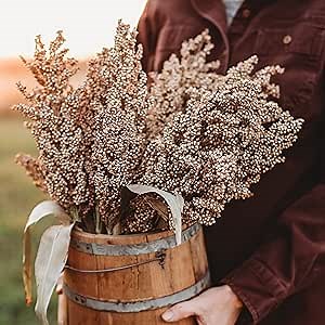 Wheatland Heirloom Grain Sorghum/Milo - 100 Seeds - Rare Heirloom & Open-Pollinated Variety - Great for Making Gluten-Free Flour, Non-GMO Seeds for Planting Outdoors in the Garden, Thresh Seed Company