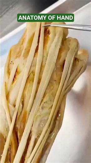 Anatomy of the Human Hand: Bones, Muscles and Nerves | Major Muscles, Grip Strength Nerve Sensation