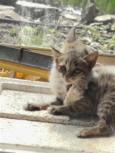 계속 햝는 이유가 어미를 일찍 잃어서 그런것도 있다고 챗gpt가 알려줘서 맴찢…🥲 #길#길고양이구조아#아기고양이길#길냥이성장일기냥#냥스타그램고#고양이집사냥#냥이성장기아#아깽이새#새끼고양이고#고양이영상캣#캣스타그램반#반려묘고#고양이고#고양이스토리고#고양이성장일기냥#냥이영상고#고양이기록아#아깽이구조아#아기고양이구조고#고양이성장기록냥#냥이케어고#고양이구조캣#캣스타냥#냥이와의하루냥#냥이일상길#길고양이냥#냥이그램아#아기고양이성장일기길냥이구조스토리