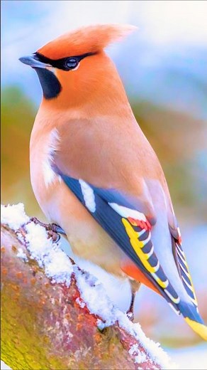 Morning Forest Bird Songs & Wild Bird Chirping – Natural Bird Calls, Relaxing Nature Sounds