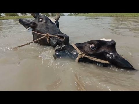 Cow swimming underwater| cow in water