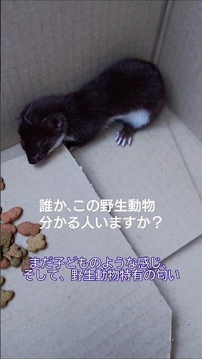この子、何て名前？ #shorts #野良猫 #狩り #野生動物 #イタチ #ミンク #テン #オコジョ #イイズナ