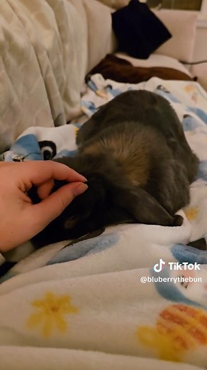Sound up for ultimate cuteness 🥹😴 #snoring #snoringbunny #sleepingbunny #sleep #adorable #cutebunny #petsoftiktok #bunniesoftiktok #rabbit #funnybunny #snoringdog #sweetdreams #aw #precious