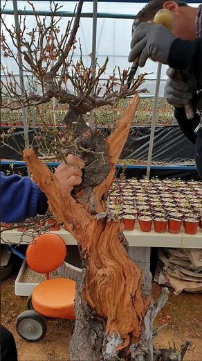 매화나무 분재 사리 조각하기 #분재 #bonsai #盆栽 #盆景 #盆景制作 #정원수 #특수목 #분재개작