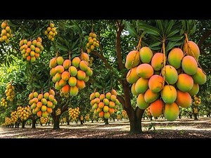 The World’s Largest Mango Farm With a Scale of 30,000 Hectares Exporting to Western Countries