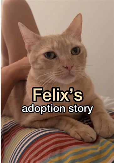 give me your baddest worst behaved kitty plz | kitties