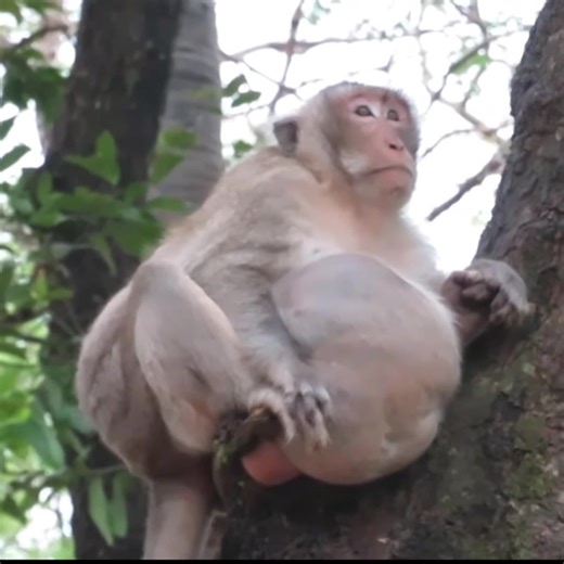 Struggling fat old monkey pushes forward slowly as his heavy body resists movement. #FunnyMonkey #MonkeyPrank #funnyshorts #viralshort #AnimalComedy #ViralVideo #CuteAnimals #shorts #reels #fyp 💯☁️🌍 | The Kenshin Cinema