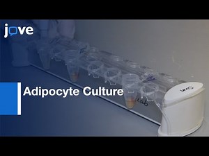 Detection: RNA-Binding Proteins By RNA Pull-Down In Adipocyte Culture l Protocol Preview