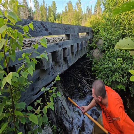 Removing Beaver Dam Under Bridge Flooding Road #beaverdamremoval #drain #uncloggingdrains #beavers #culvert #beaverdam #unclogging #cleaning #foryou #dam | R. Beato