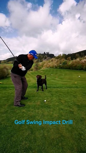 32K views · 57 reactions | Golf Swing Impact Drill under the watchful eye of Tiger the Golf Coach shorts | Golf Prodave | Facebook