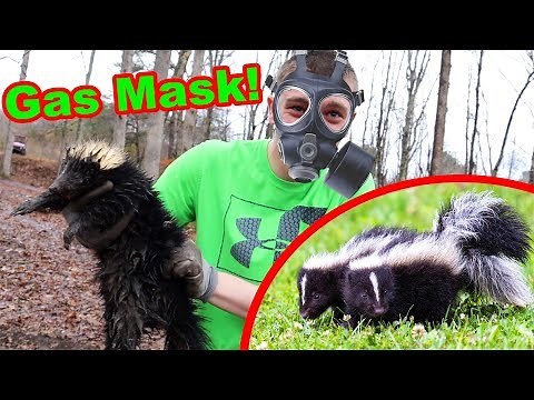 I CAUGHT A SKUNK!!! *Sprayed*