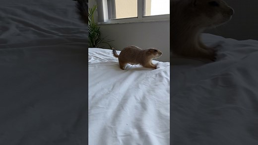 Prairie Dog Tries Making the Bed in Funny Moment