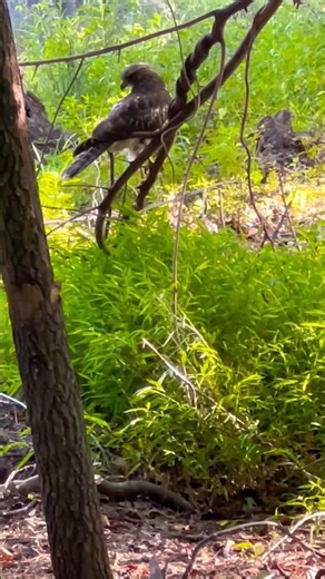 Red-shouldered 🪶Hawk on summer creek in North Alabama #redshoulderedhawk #birdsofprey #hawks #hawk