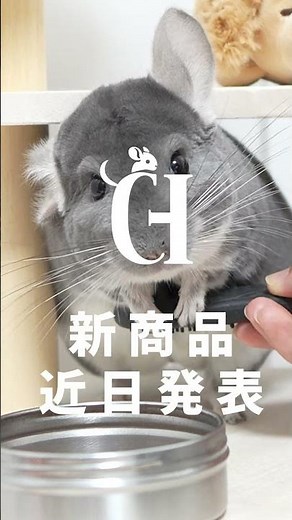 チンチラ専門店CHからのお知らせ #Shorts