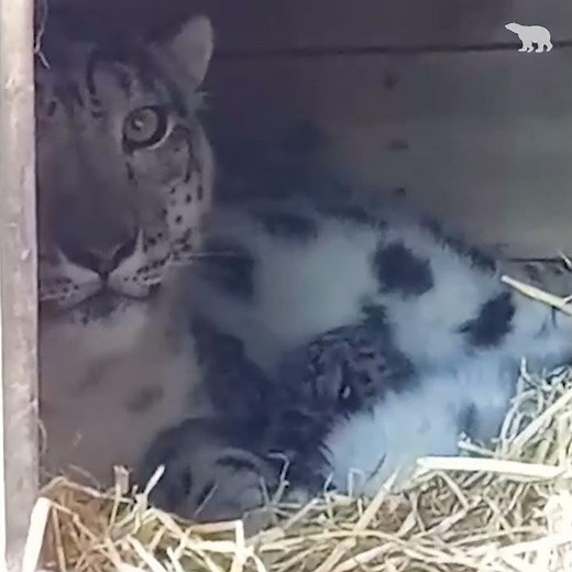 Adorable snow leopard cubs | Highland Wildlife Park